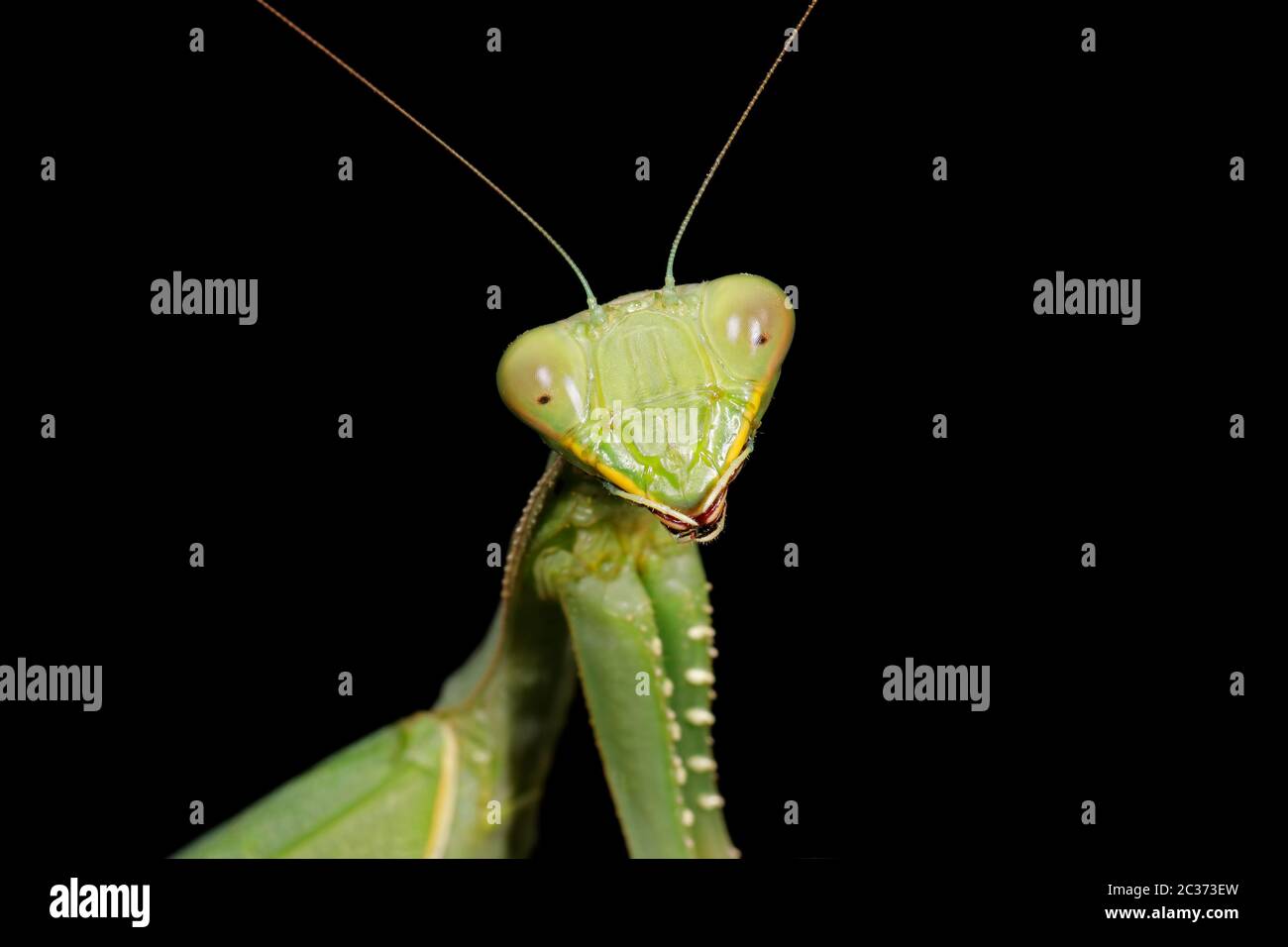 Page 2 Sphodromantis High Resolution Stock Photography And Images Alamy