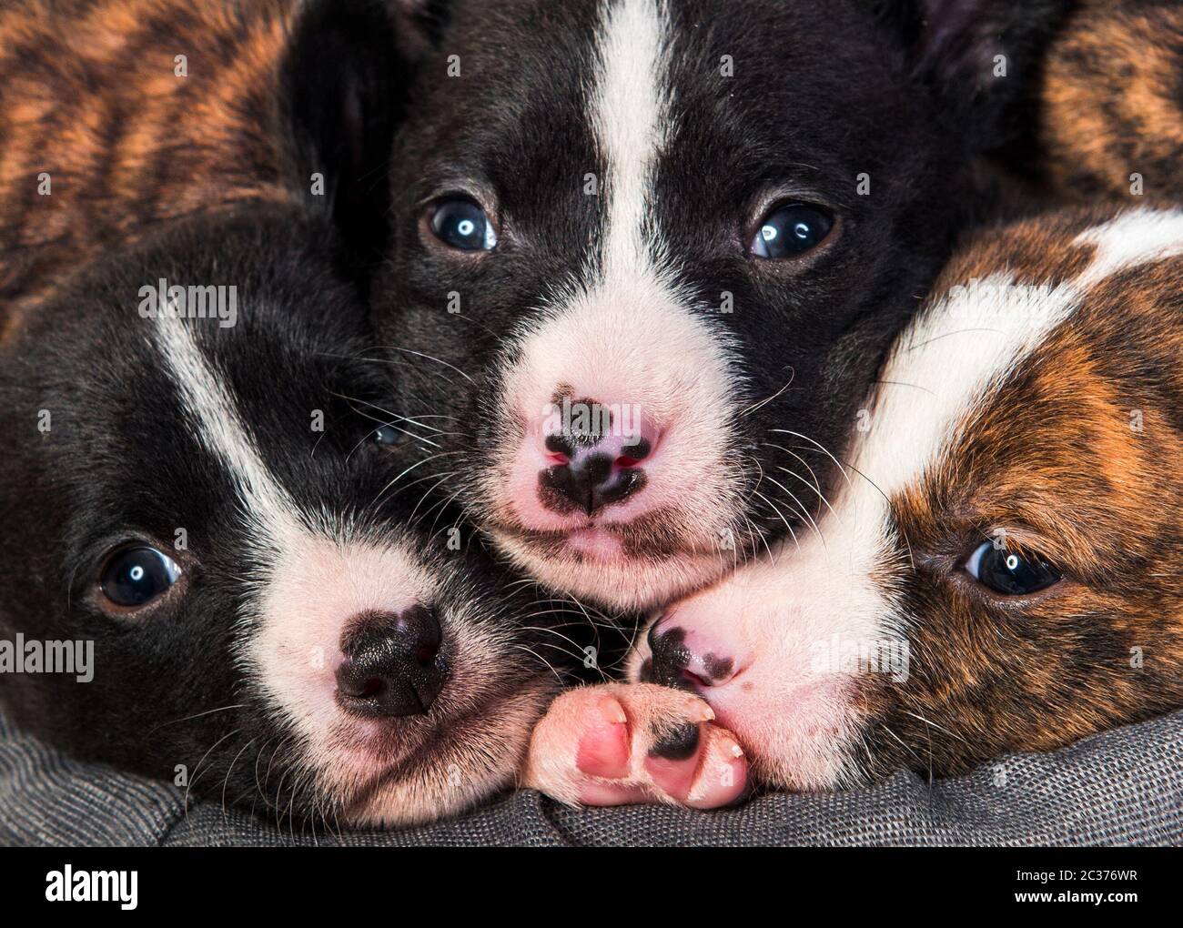 Funny three basenji dog puppies nose to nose. Animals background for  wallpapers, calendars and cards design Stock Photo - Alamy