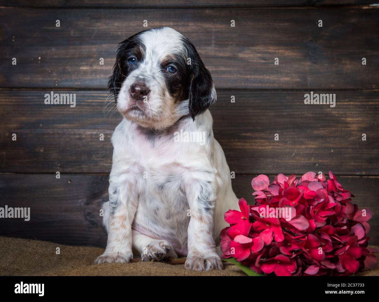 Cute English Setter puppy dog studio portrait isolated on brown wooden background. Stock Photo