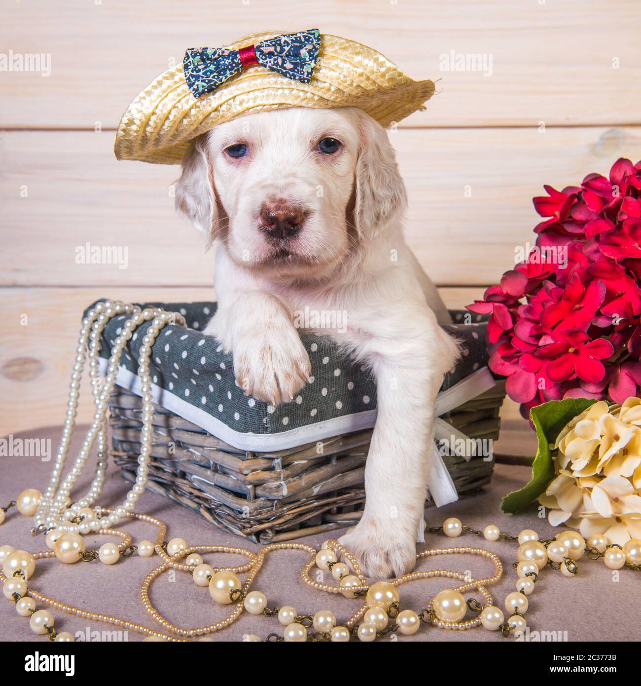 White with orange flecks English setter puppy dog in a straw hat in a wood basket with flowers and beads. Glamorous card Stock Photo