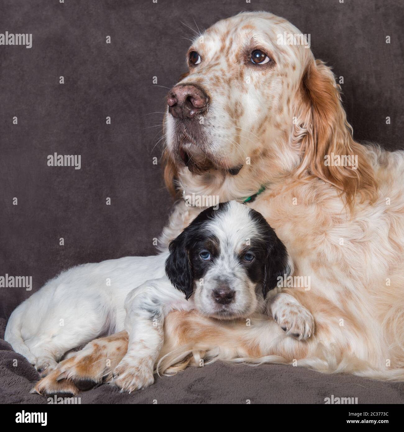 English setter big dog mother and puppy portrait Stock Photo
