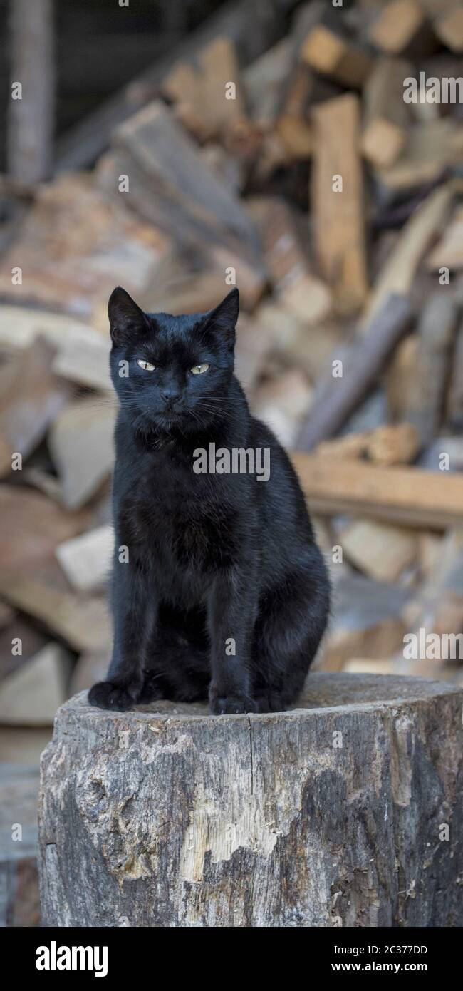 Black cat sitting on a wooden block in front of a stack of firewood ...
