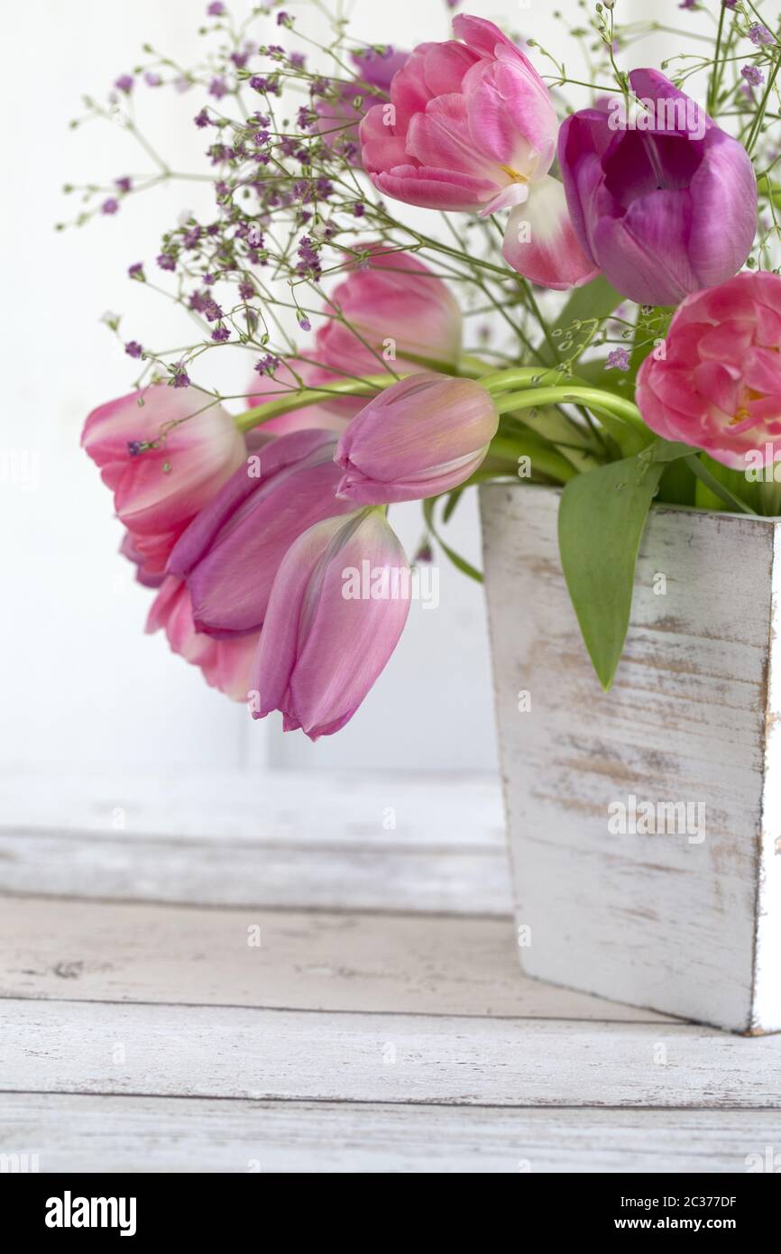 bouoquet of fresh tulip flowers across a white background Stock Photo ...