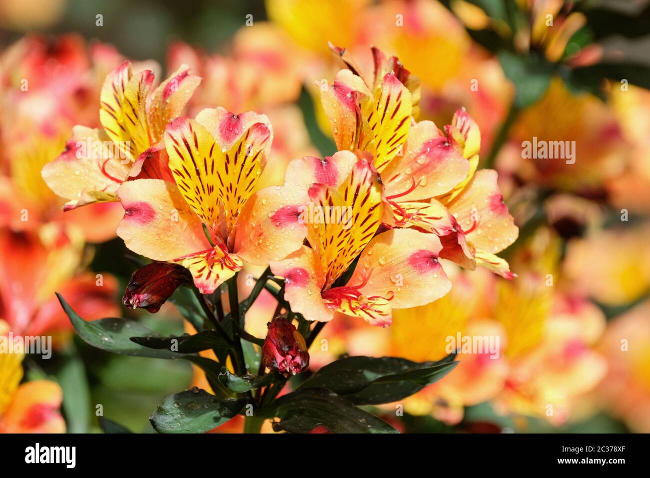 Alstroemeria Indian Summer equivalent to 'Tesronto' (PBR) (Summer Paradise Series). Peruvian lily Indian summer. Burnt orange/yellow flowers Stock Photo