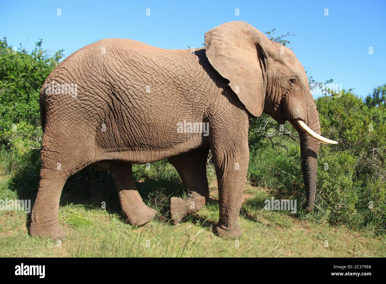 Huge African Elephant Pulling Out Grass With Its Trunk, 56% OFF