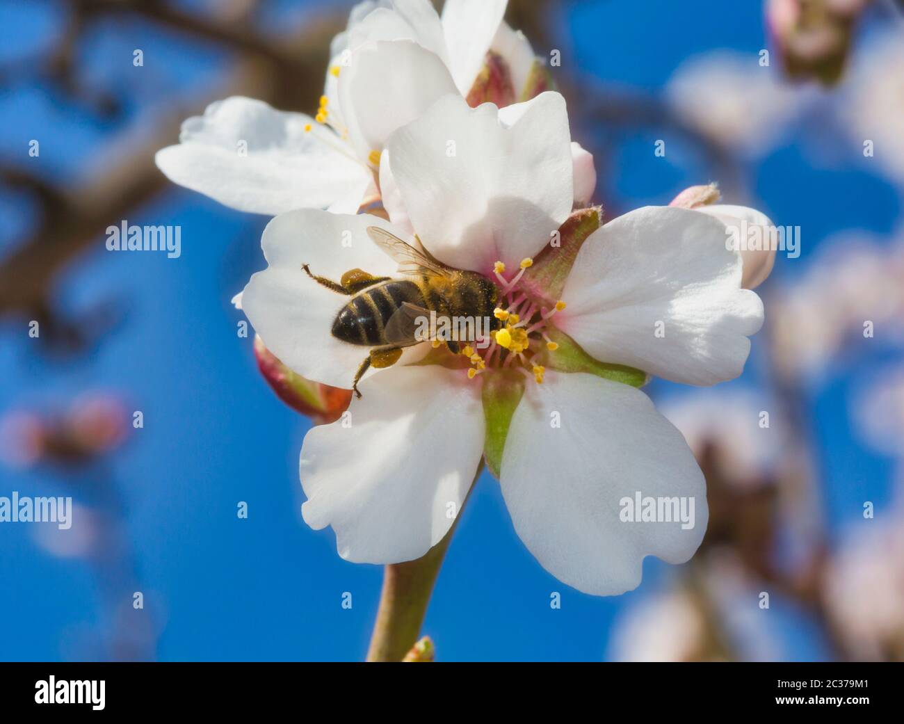 Pollen flower hi-res stock photography and images - Alamy