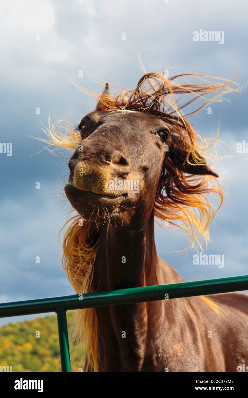 Brown horse (Equus ferus caballus) shaking its head to comic effect