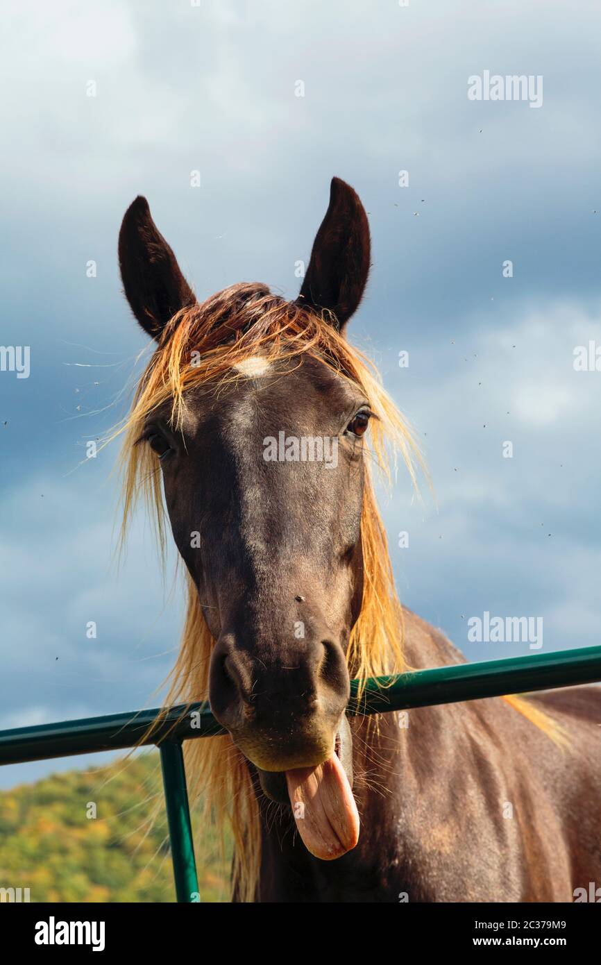 Brown horse (Equus ferus caballus) with its tongue out to comic effect. Flies surround its head. Stock Photo