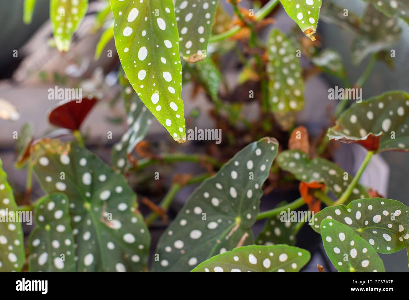 Begonia Maculata ,Polka Dot Begonia Background, retro modern houseplant close-up Stock Photo