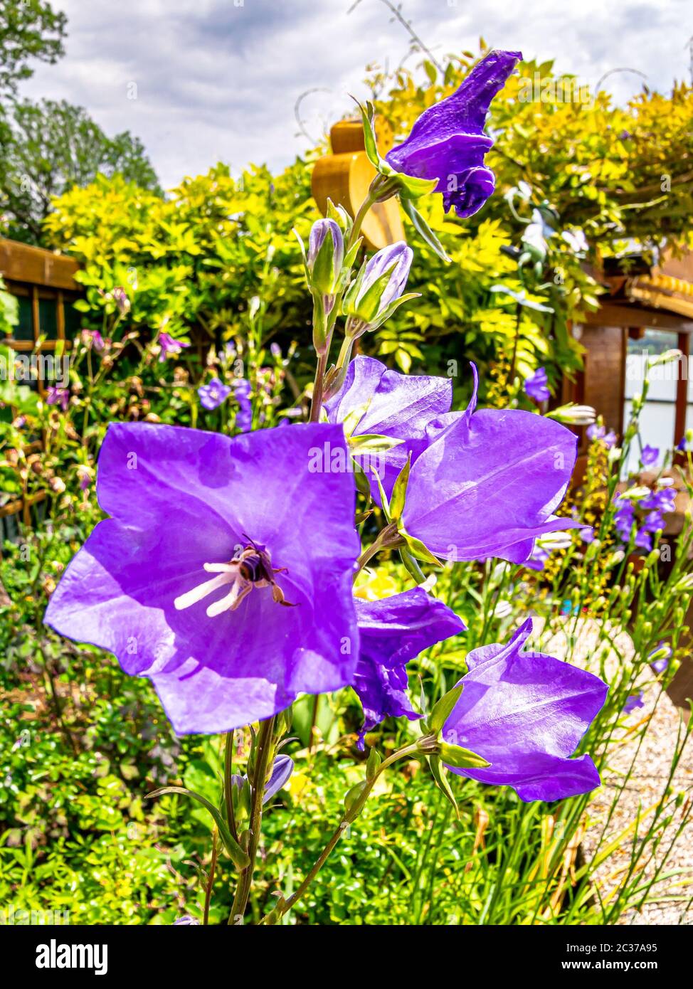 Violet balloon flowers (Platycodon grandiflorus) in front of garden