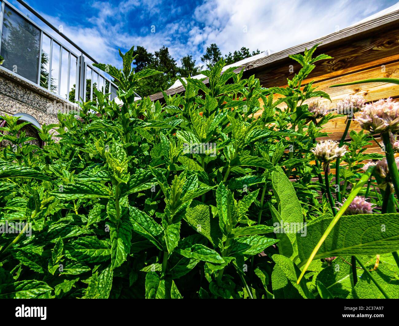 Carinthian mint ( Mentha x carinthiaca) in front of blue sky and a wooden planter Stock Photo