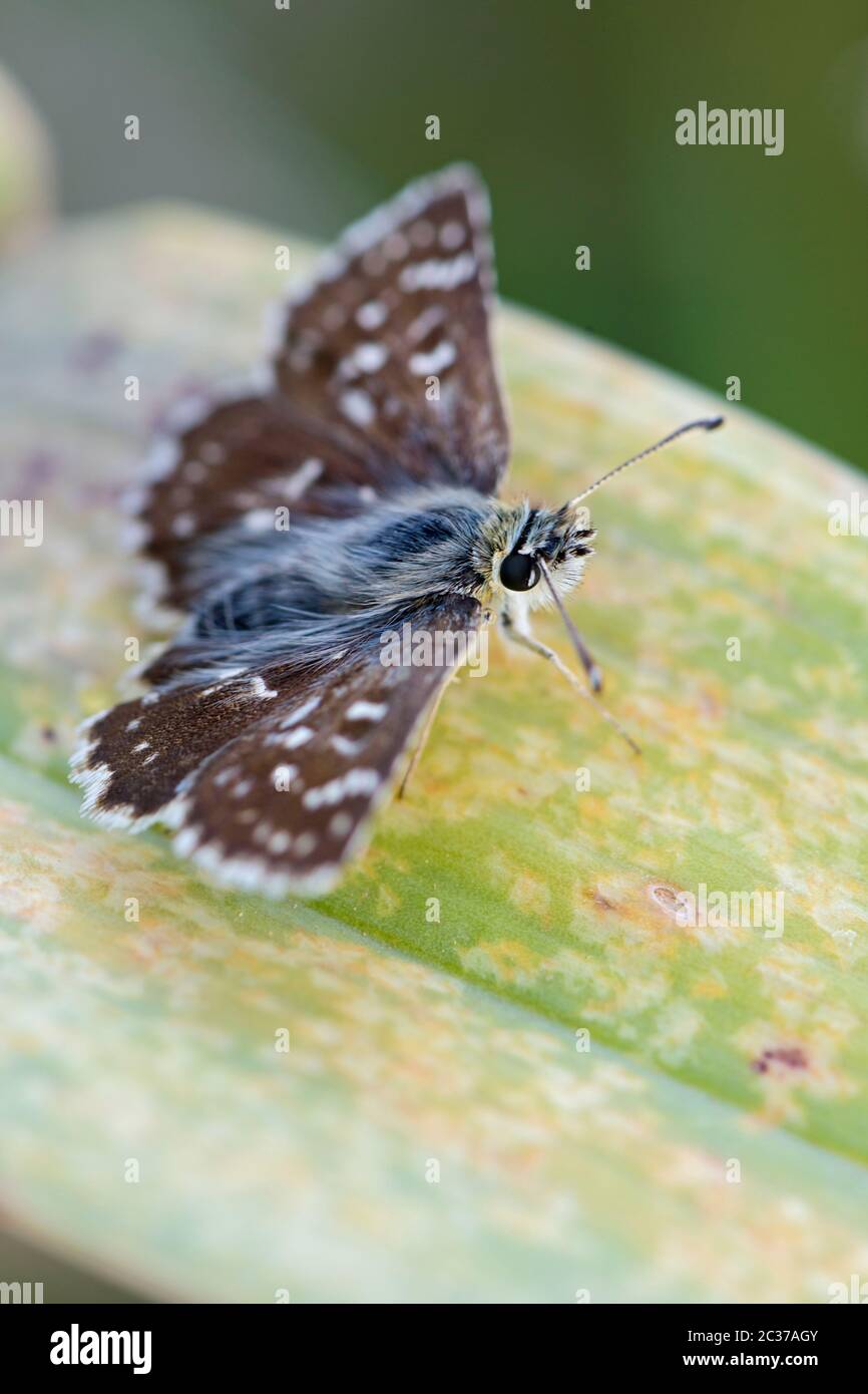 Orbed Red-underwing Skipper - Spialia orbifer, beautiful small butterfly from Southeast European meadows and grasslands, Pag island, Croatia. Stock Photo