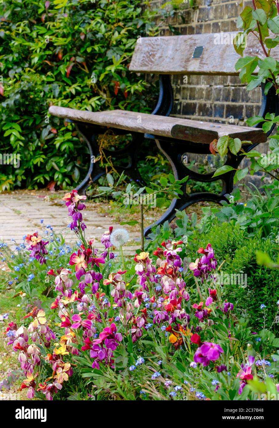 Wooden park bench in front of brick wall with green shrubs next to it & a patch of wild flowers in front including forget me nots  & wall flowers. Stock Photo
