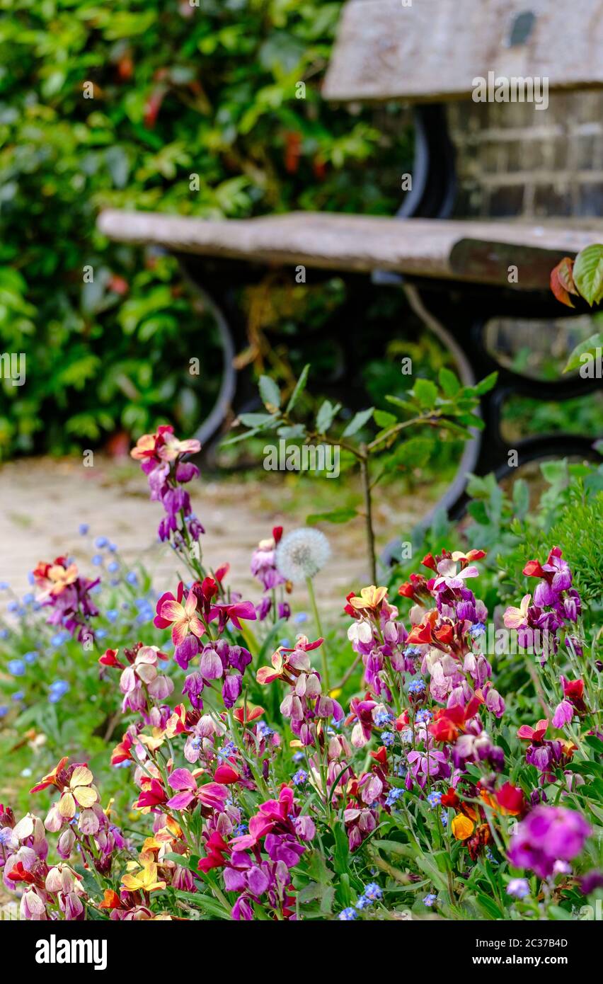 Close up of patch of wild flowers including forget me nots  & wall flowers with wooden park bench  in front of brick wall with green shrubs next to it Stock Photo