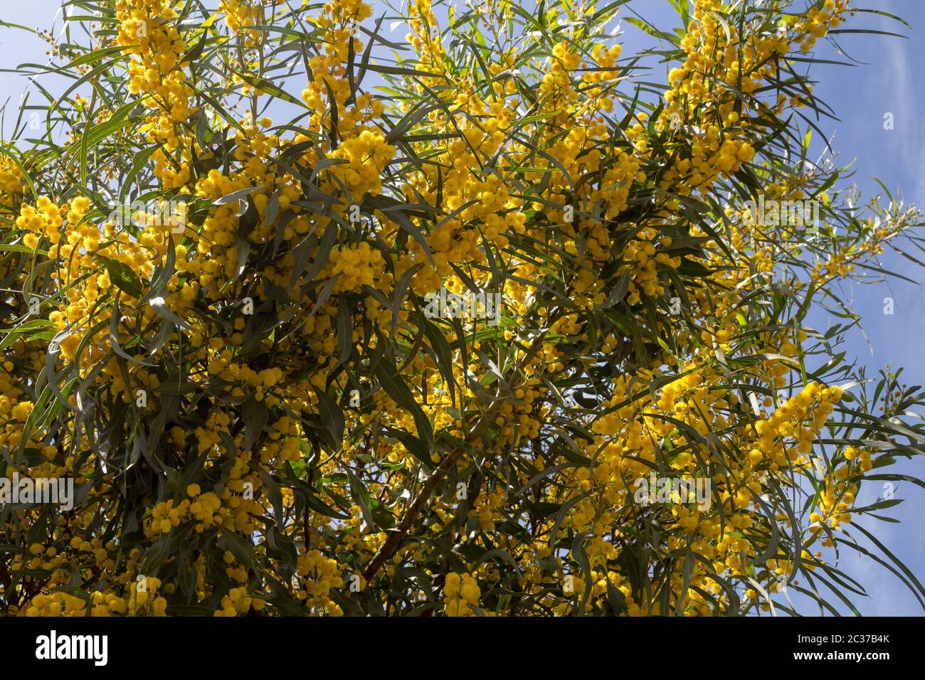 Mimosa bush in sardinia hires stock photography and images Alamy