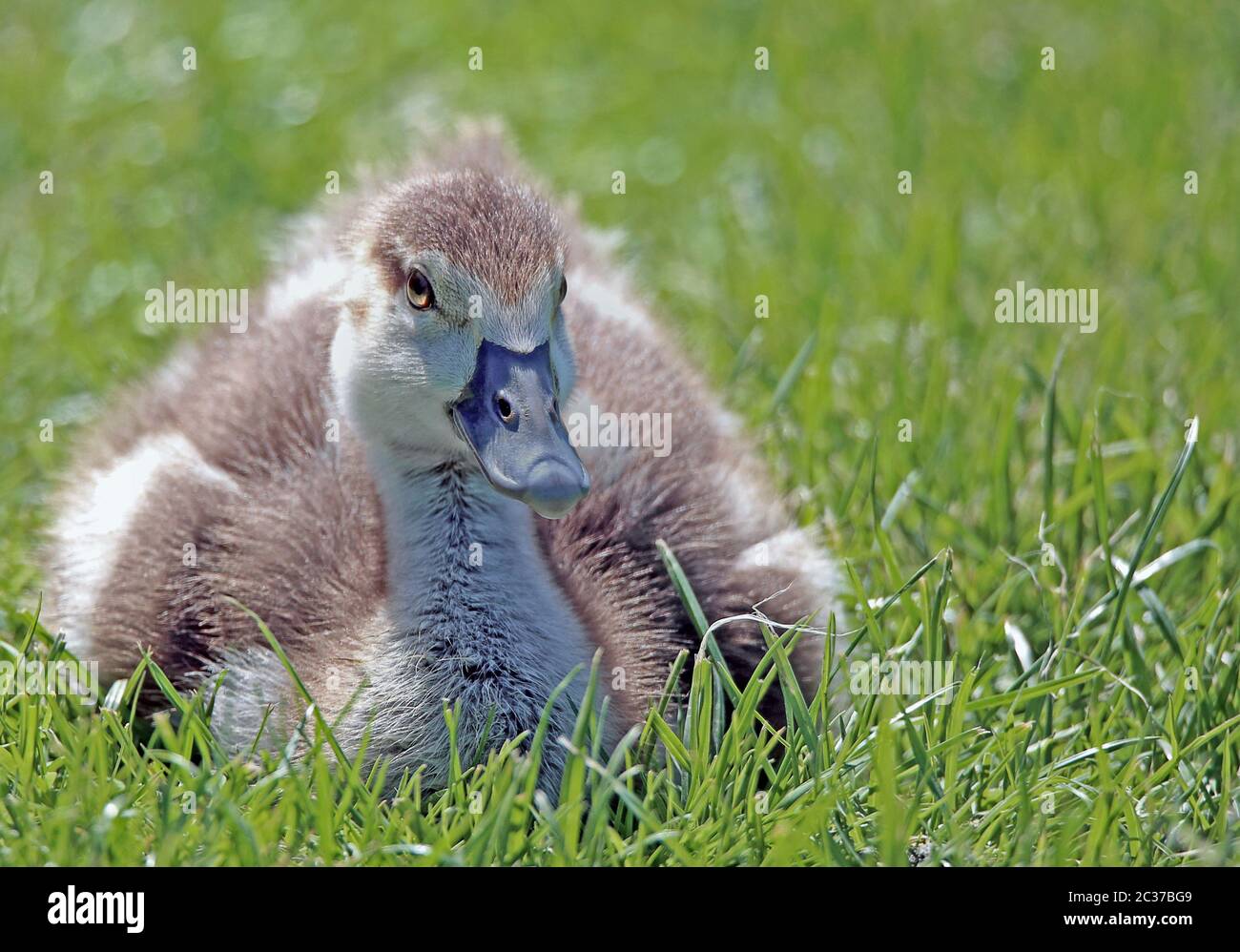 Close-up Nile goose chick Alopochen aegyptiacus Stock Photo