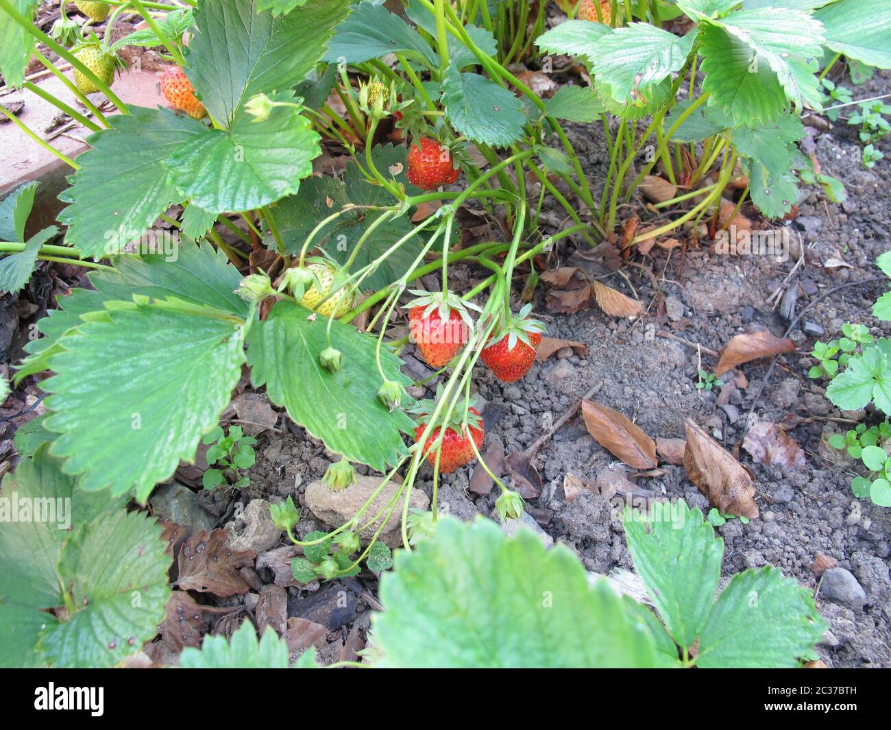 Strawberry plants in the garden bed in very dry soil by drought Stock ...