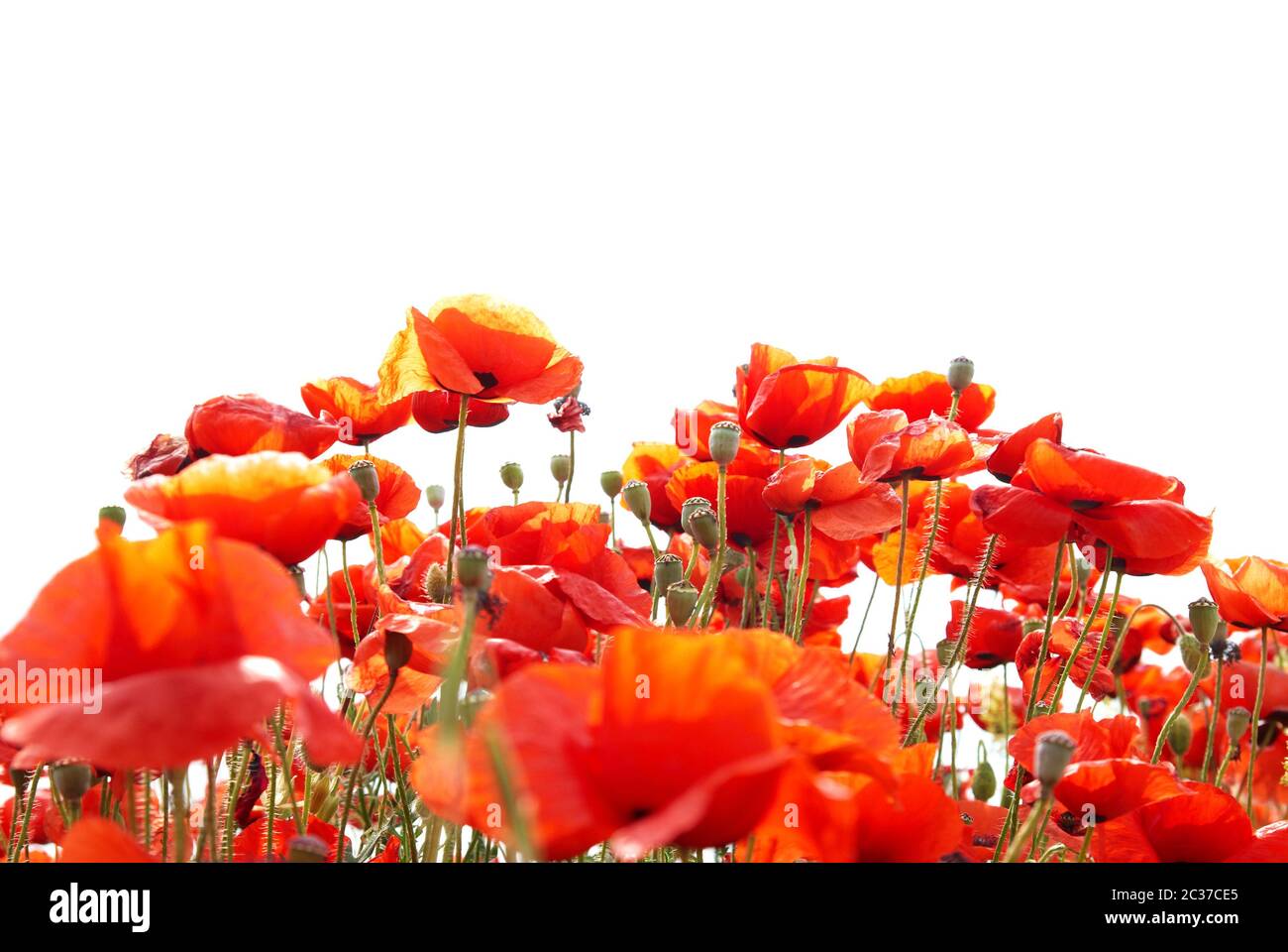 Beautiful red poppies isolated on white background Stock Photo - Alamy