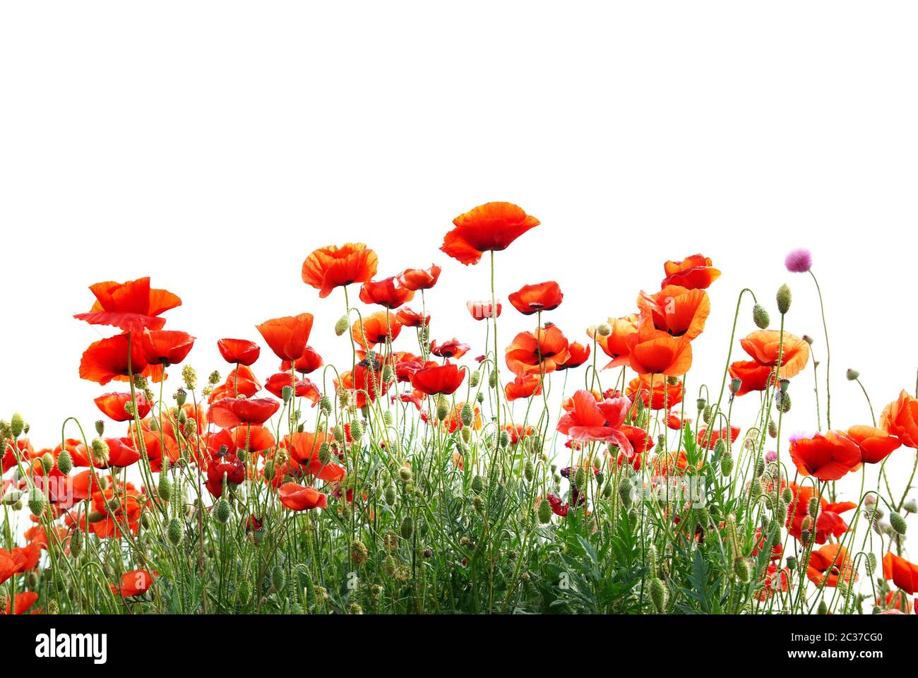 Beautiful red poppies isolated on white background Stock Photo - Alamy