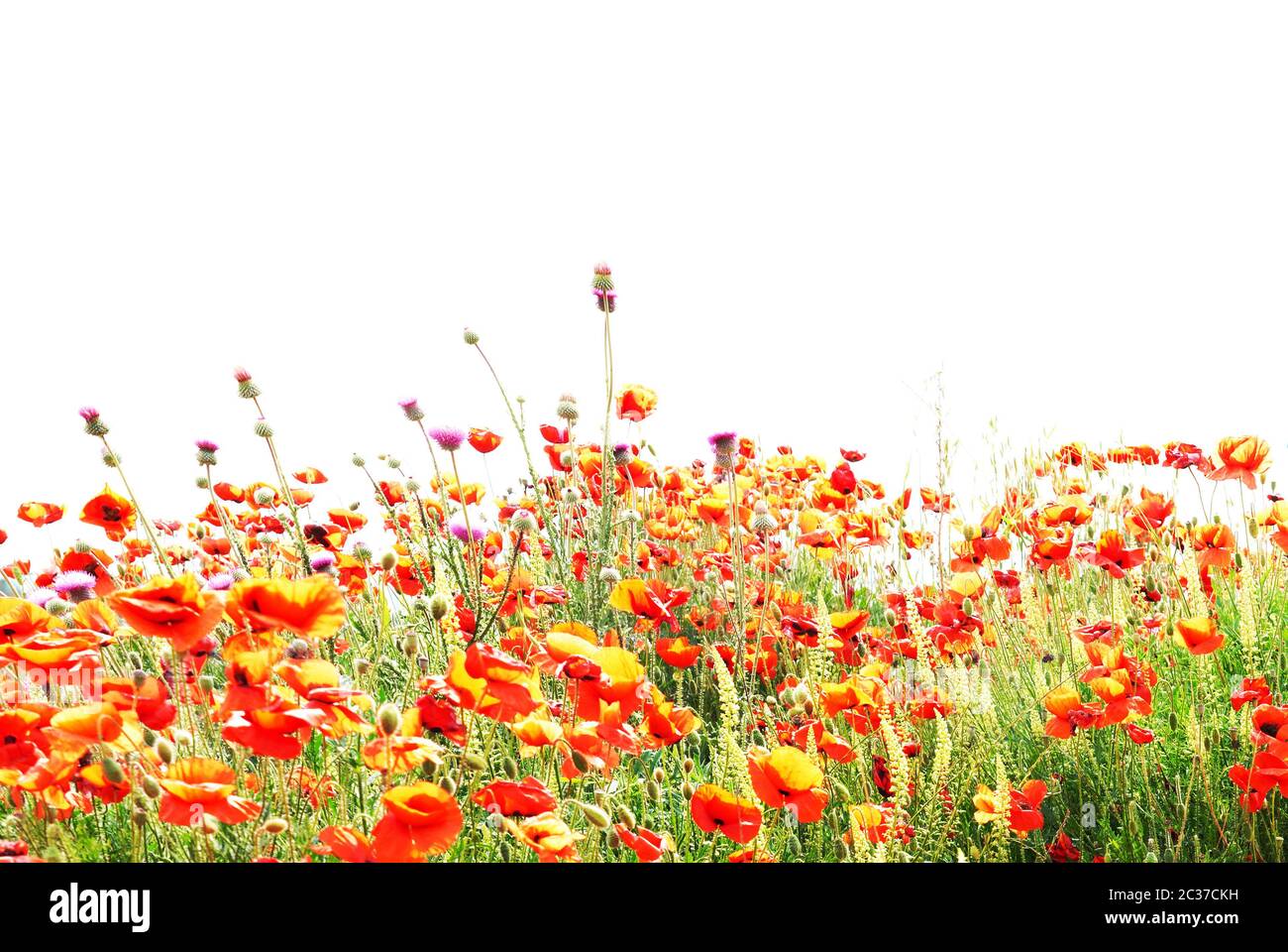 Beautiful red poppies isolated on white background Stock Photo - Alamy