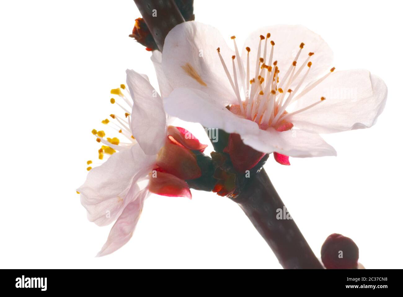 Almond white flowers isolated on white background Stock Photo - Alamy