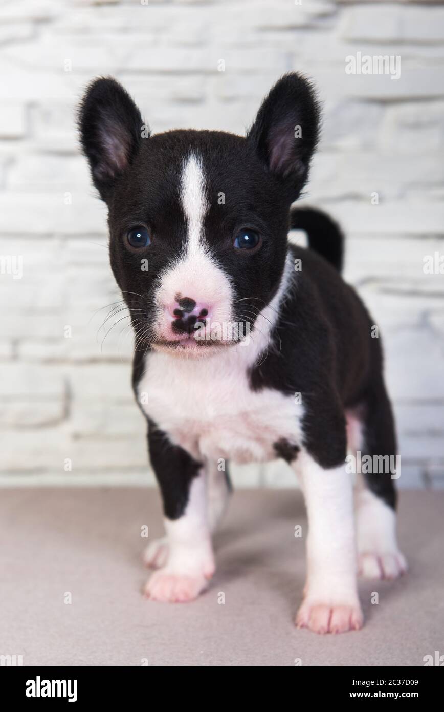 Cute funny black basenji puppy dog one month on the white