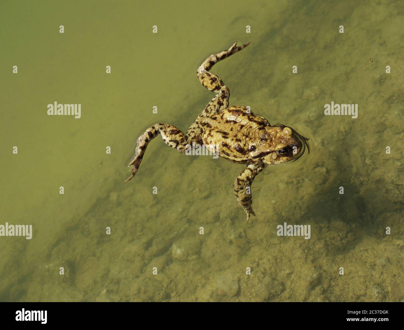 Ffrog Spring Frog spring move to lake Stock Photo - Alamy