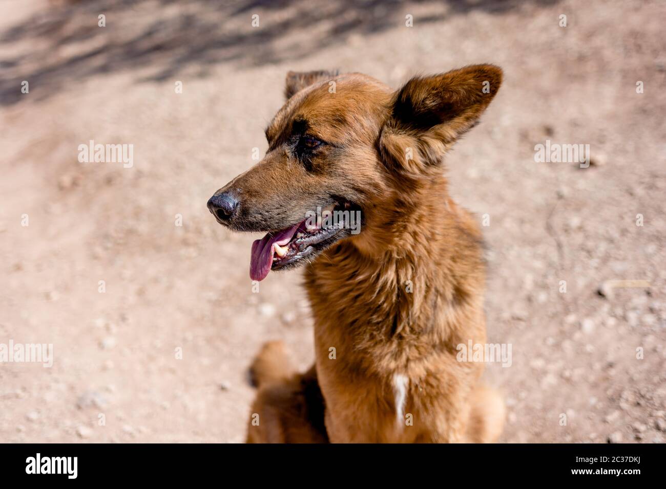 Furry brown mongrel dog on a sunny day on mountain trail. Happy, thirsty dog with tongue out. Pet friend Stock Photo