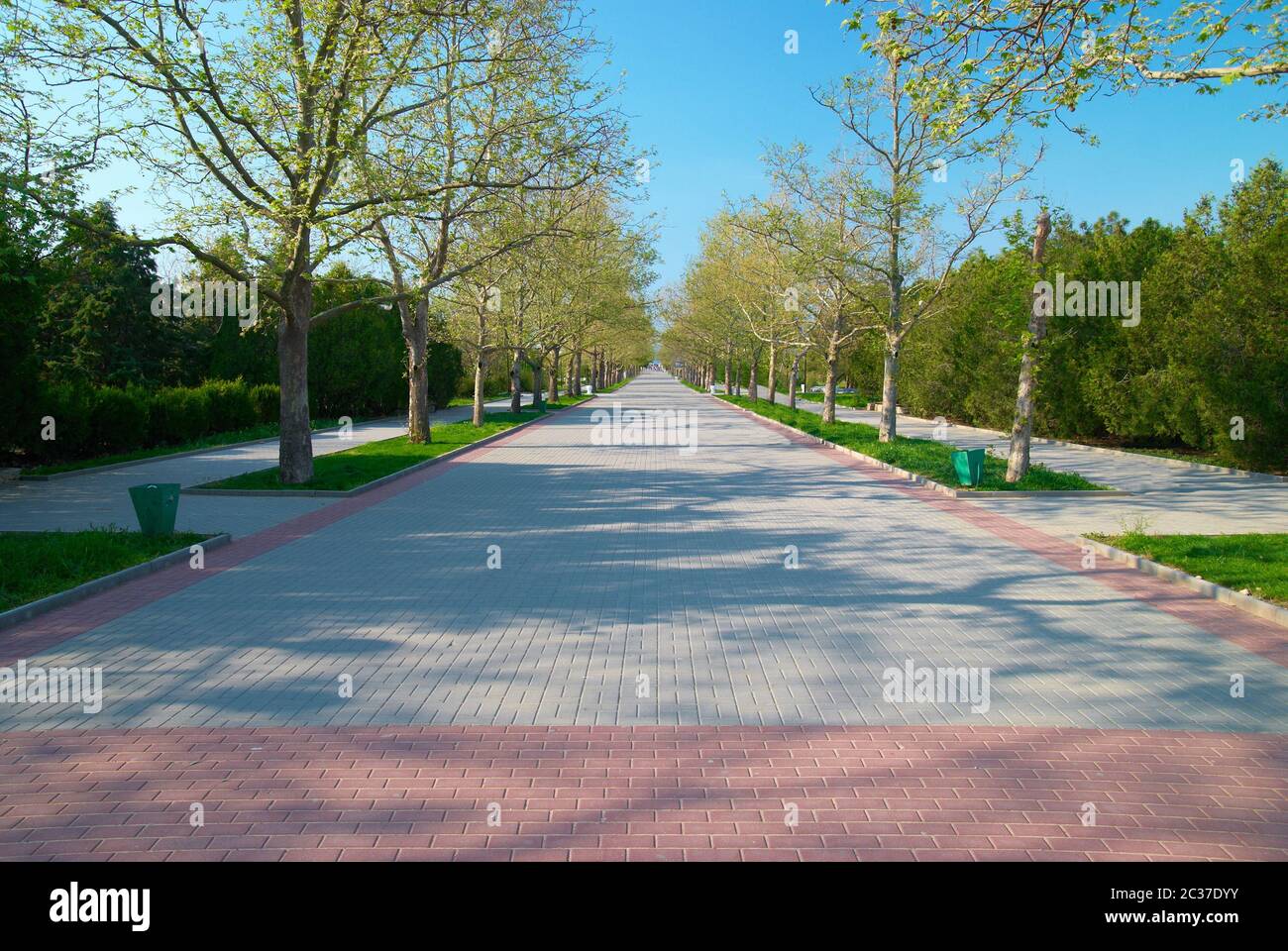 Alley in the green sunny park with grass and trees Stock Photo - Alamy