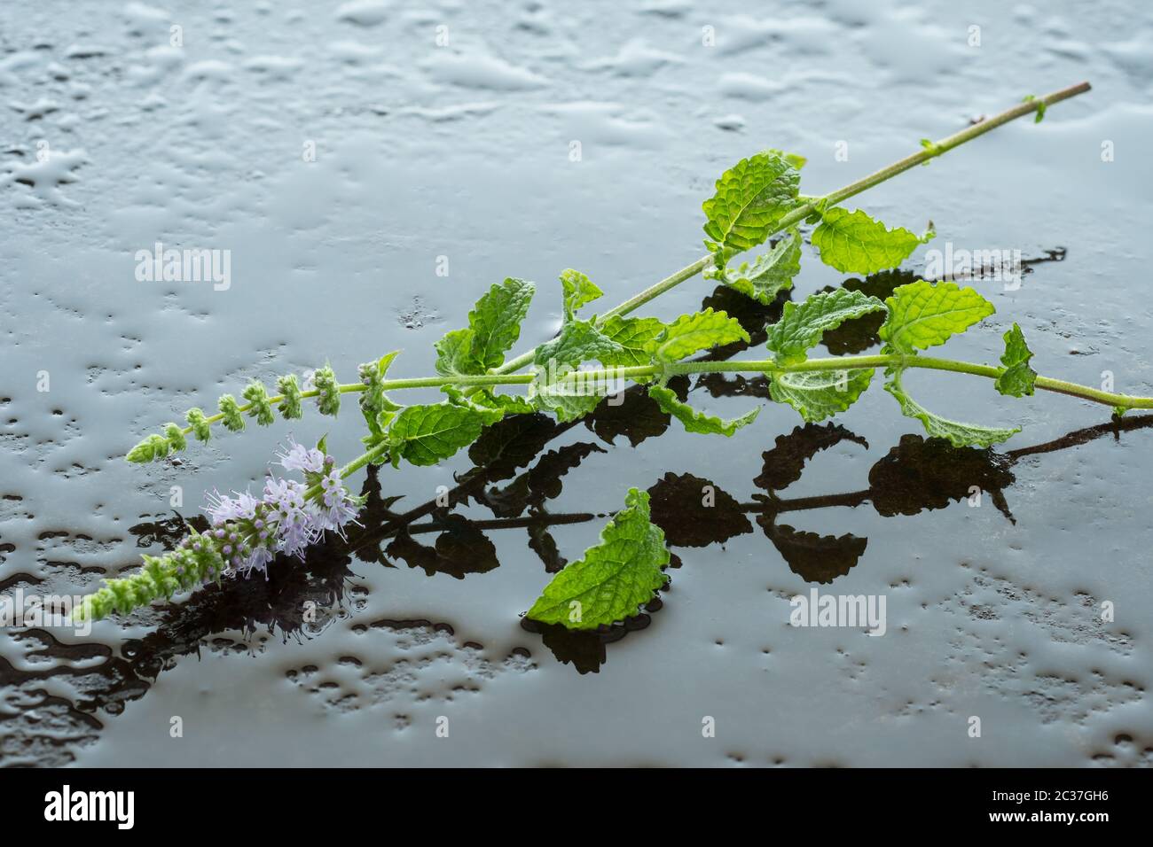 Green mint plant with flowers on water in back lit Stock Photo