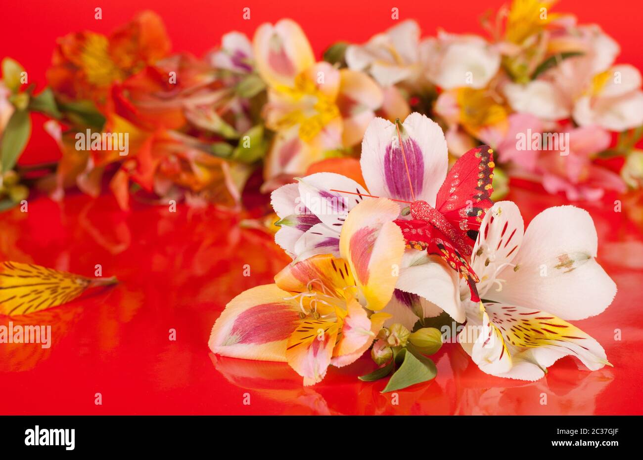 Flowers are a beautiful bright red background in the alstroemeria Stock Photo