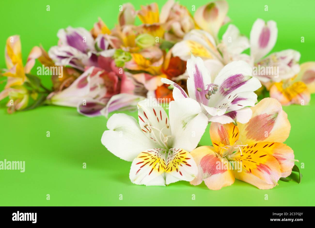 Flowers are a beautiful bright green background in the alstroemeria Stock Photo