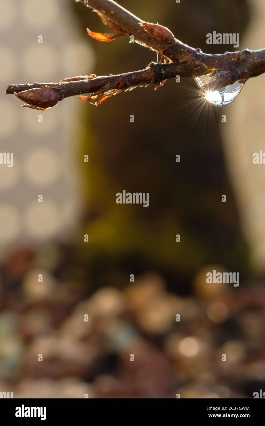 Tree bud water drops hi-res stock photography and images - Alamy