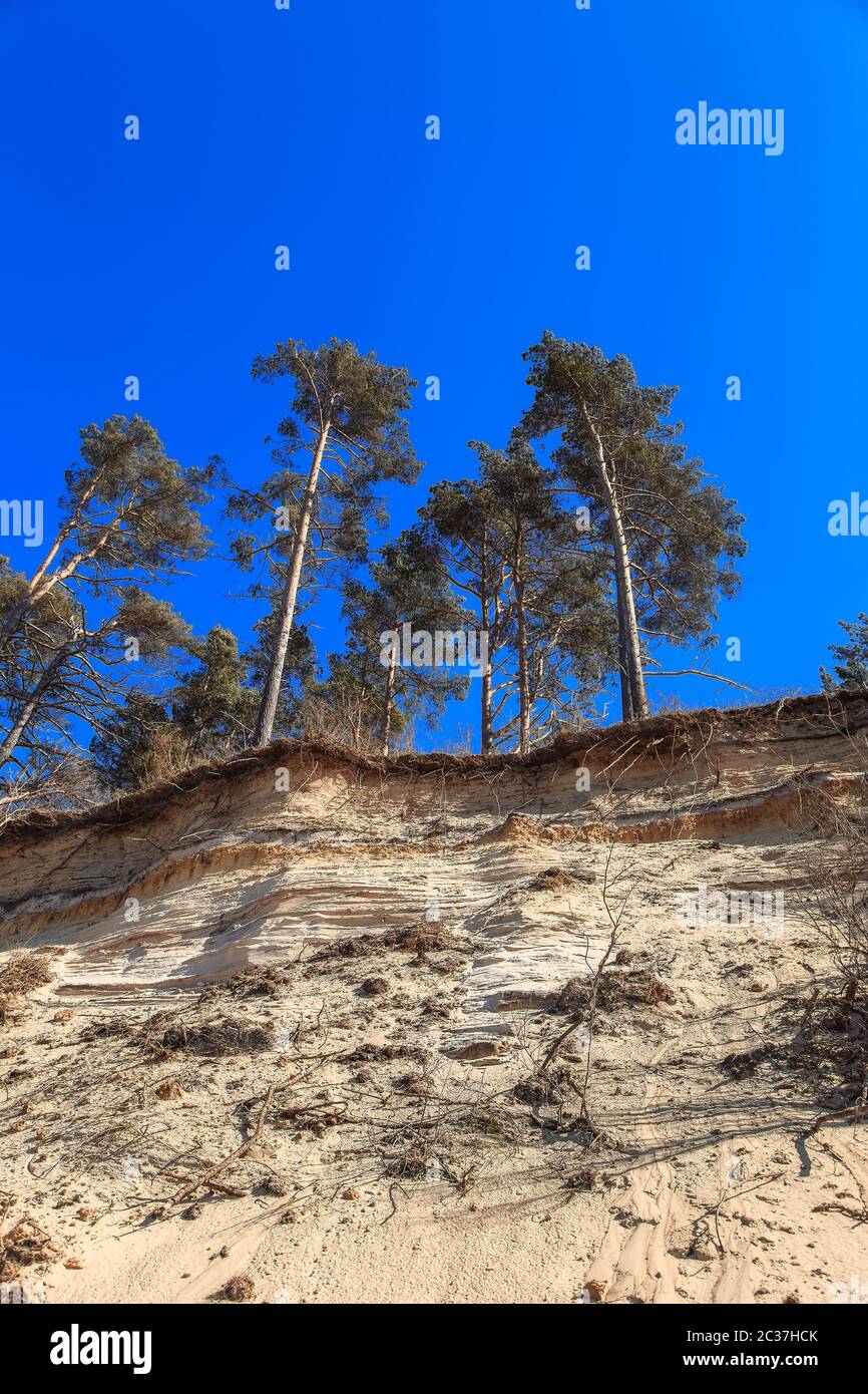 Baltic sandy coast after severe storms 2020. Destroyed shore, fallen trees. Steep and sandy coast of Baltic sea in western Latvia. Stock Photo
