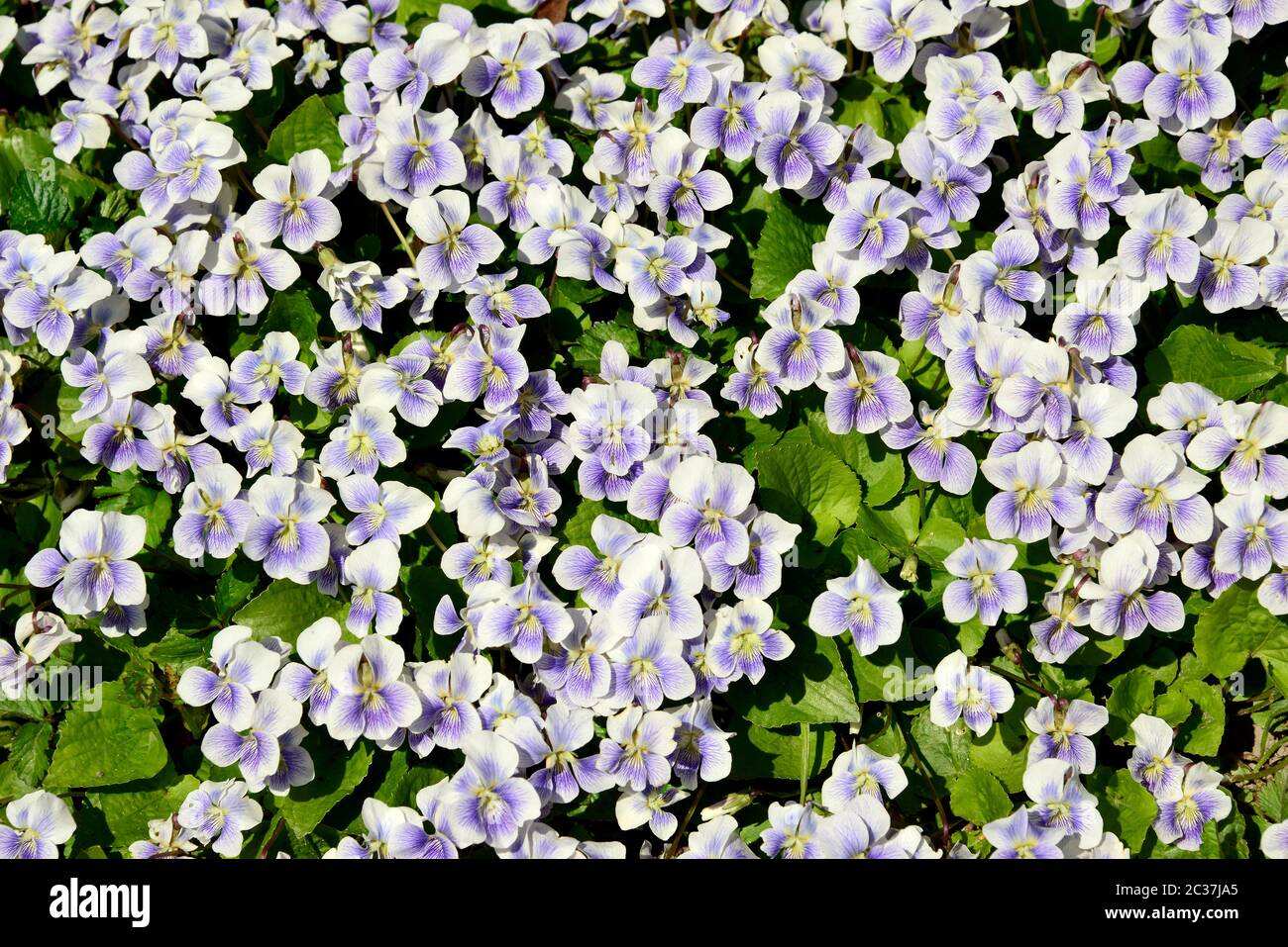 common blue violet, common meadow violet, purple violet, woolly blue violet, hooded violet, Viola sororia, amerikai ibolya Stock Photo