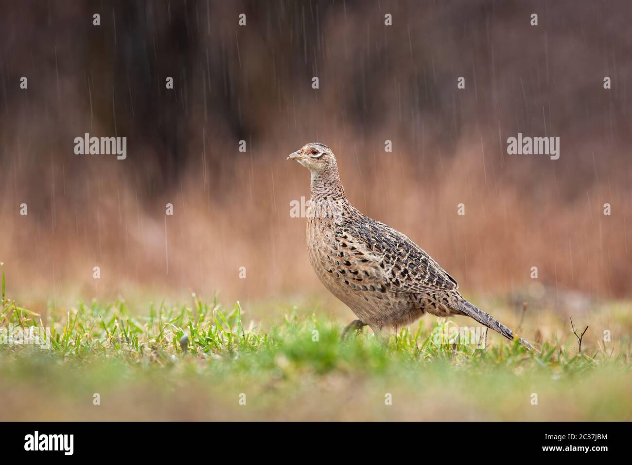 Pheasant Falling Female common pheasant, phasianus colchicus, hen walking on meadow in ...