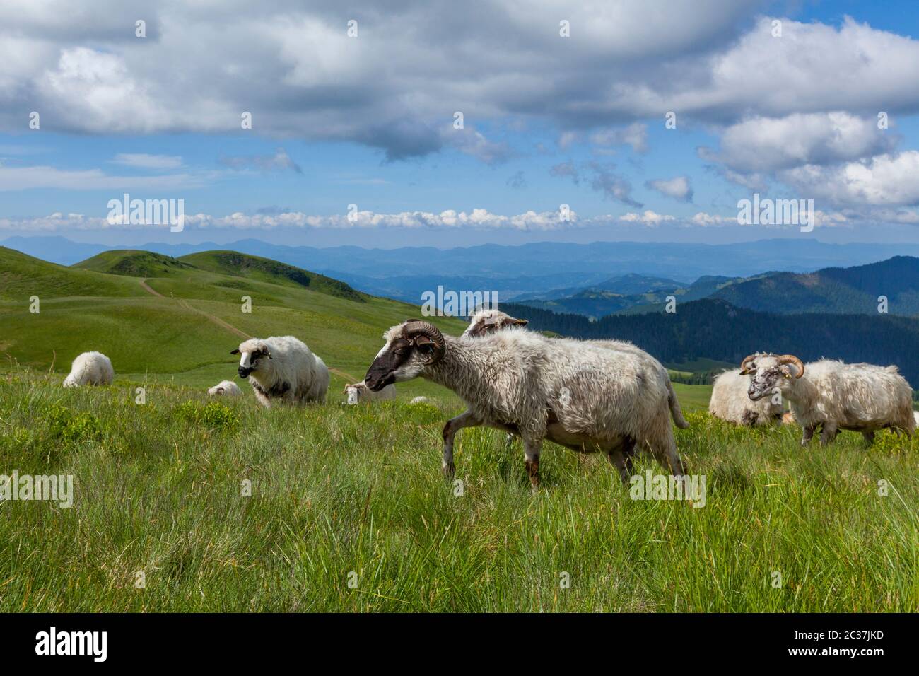 Sheep graze on a high mountain plateau, Carpathian mountains, Romania ...