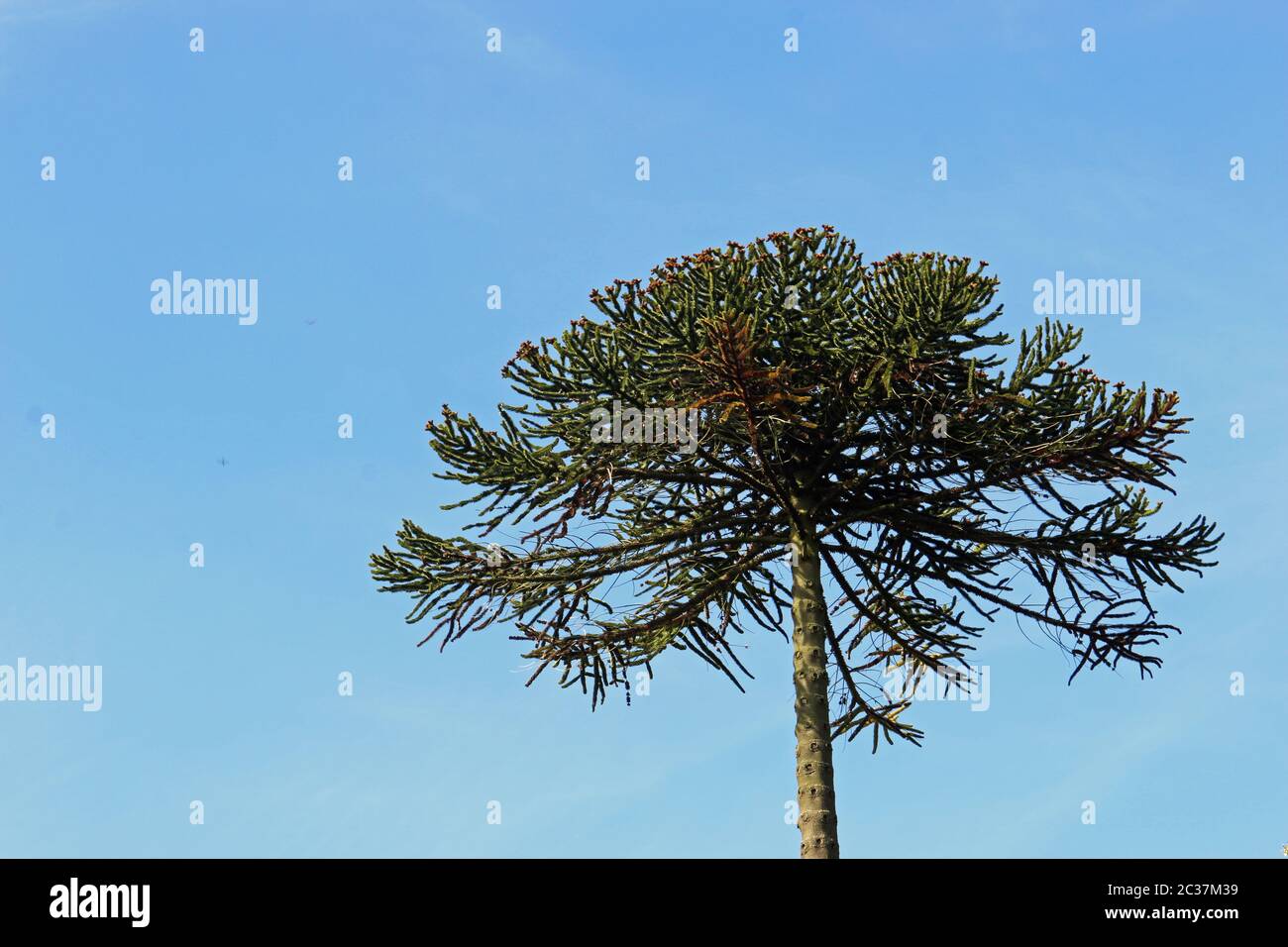 Monkey puzzle or Chilean Pine, Araucaria araucana, tree branches with a background of blue sky with good copy space. Stock Photo
