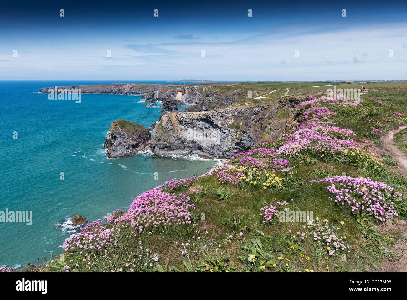 Sea thrift Armeria maritima growing on the wild rugged cliffs at Bedruthan Steps in Carnewas in Cornwall. Stock Photo