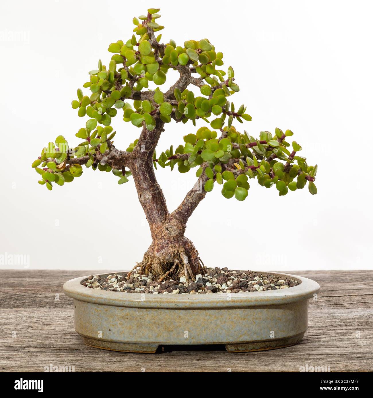 Jade bonsai tree (Portulacaria afra) on rustic wood Stock Photo Alamy