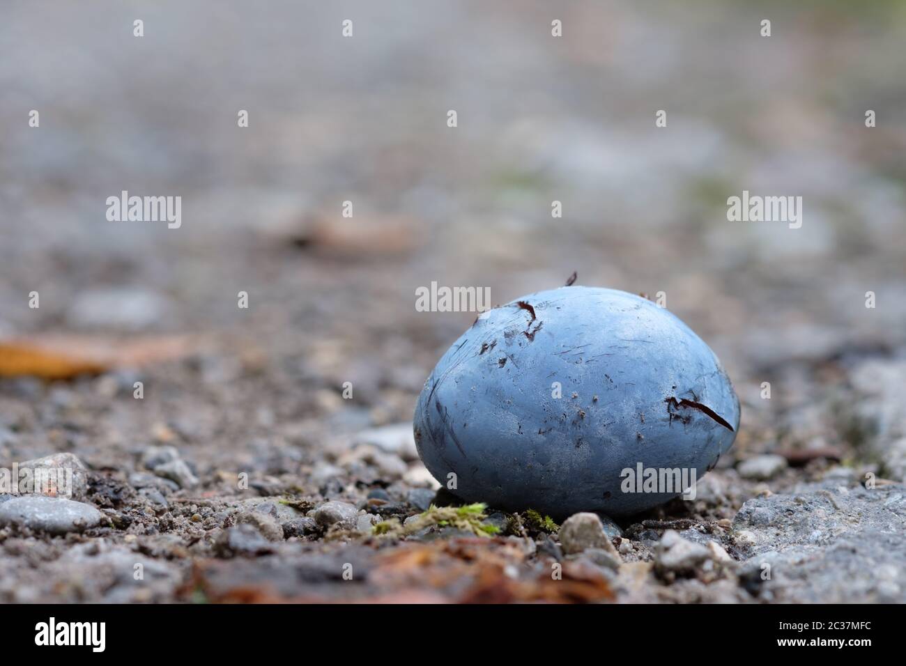 Plum windfall on the ground with blurred bokeh Stock Photo