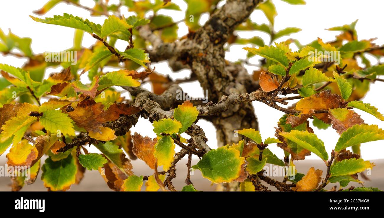 Cork bark elm (Ulmus) bonsai tree in autumn colouring close-up Stock Photo