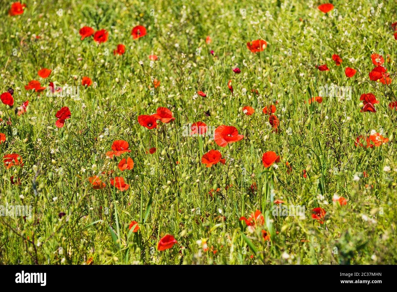 The spectacular sight of a field of Common Poppies Papaver rhoeas growing as part of the Arable Fields Project on Pentire Point West in Newquay in Cor Stock Photo