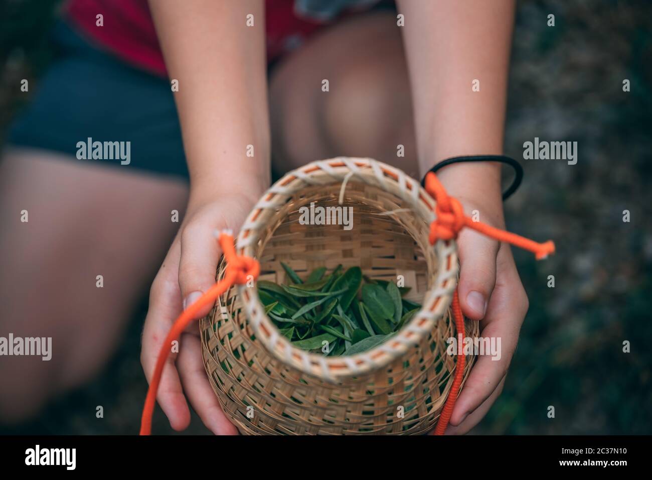 Woman hands holding small wicker basket with freshly collected young green tea leaves on the agricultural tree plantation, Yangshuo, Guangxi Province, Stock Photo