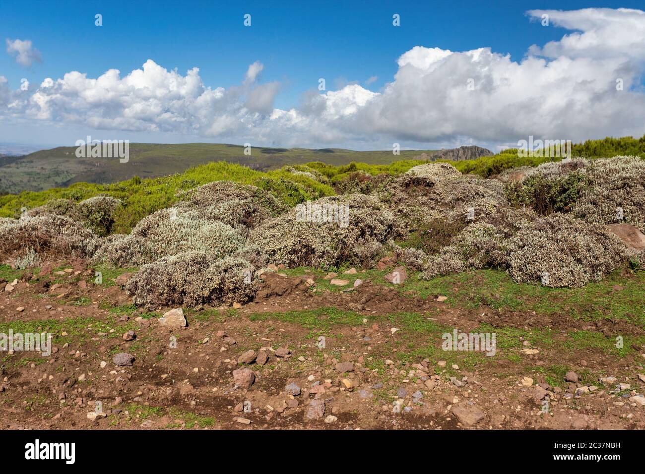 Ethiopian Bale Mountains National Park landscape. Wilderness sunny day with blue sky. Ethiopia, Africa Stock Photo -