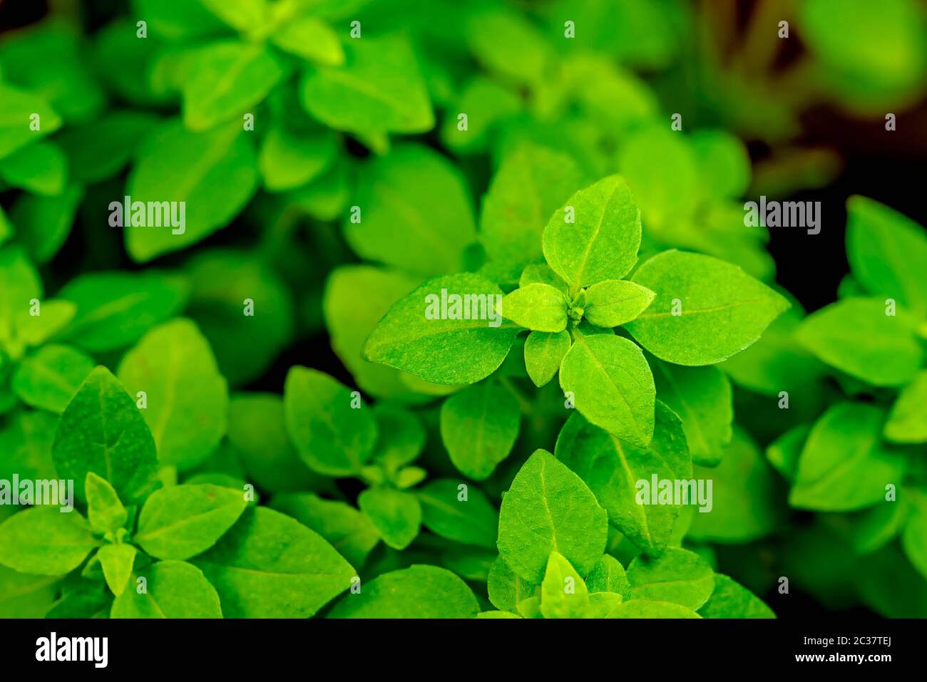 basil, fresh herb in spring Stock Photo - Alamy