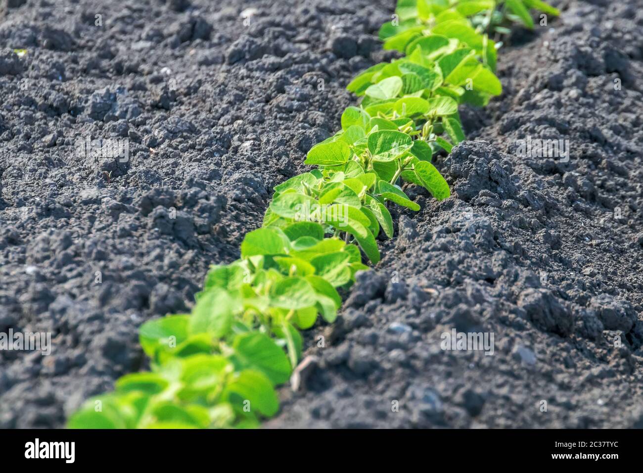 Young soybean crop usa hi-res stock photography and images - Alamy
