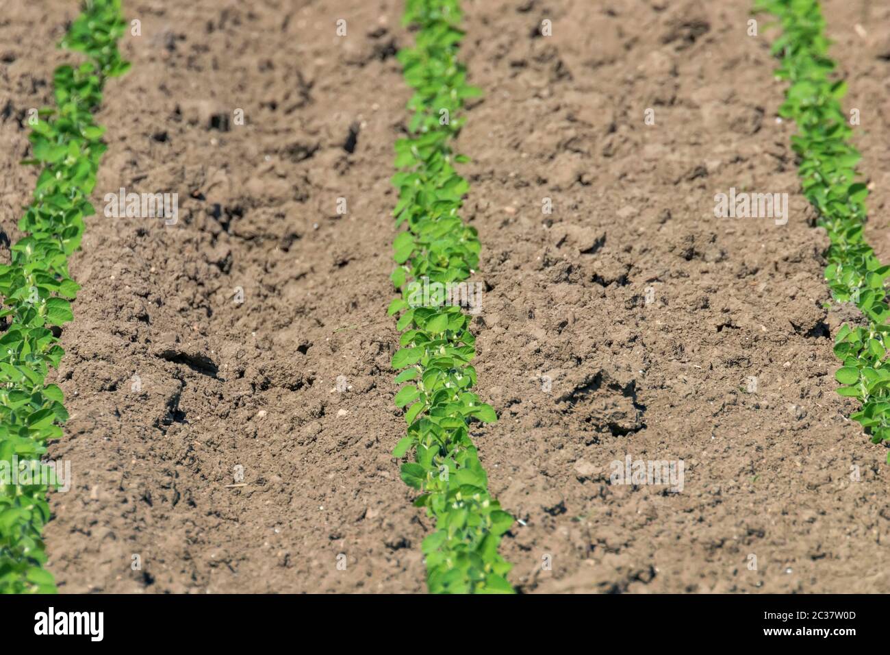 Young soybean crop usa hi-res stock photography and images - Alamy