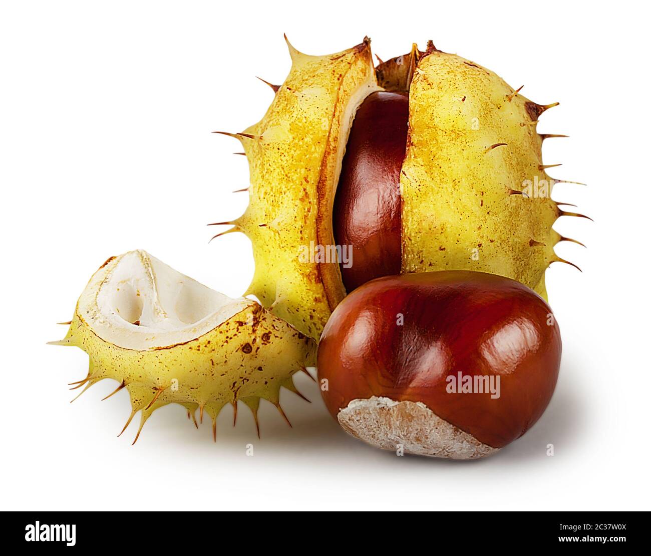 Opened ripe chestnuts isolated on white background Stock Photo - Alamy