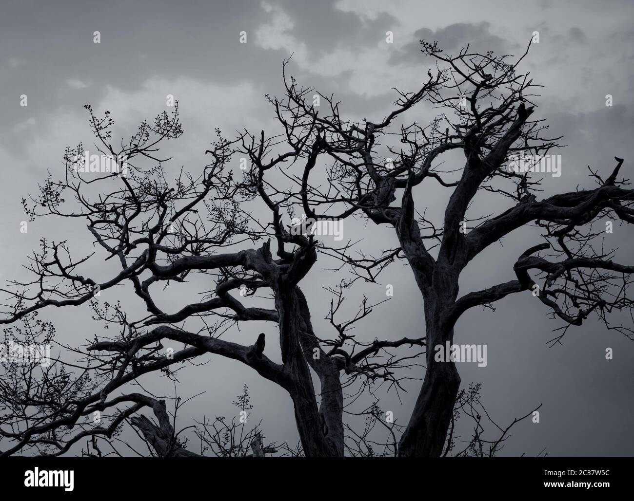 Silhouette dead tree on dark dramatic sky and white clouds background ...